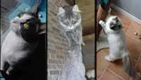 La Chat Maillerie - Pension Féline