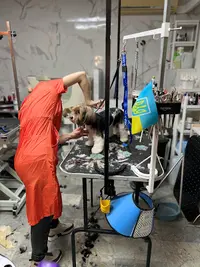 Ambiance Canine