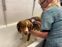 Au Chien Pimpant