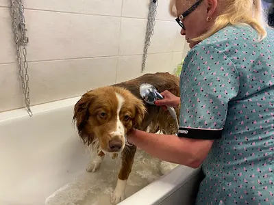 Au Chien Pimpant