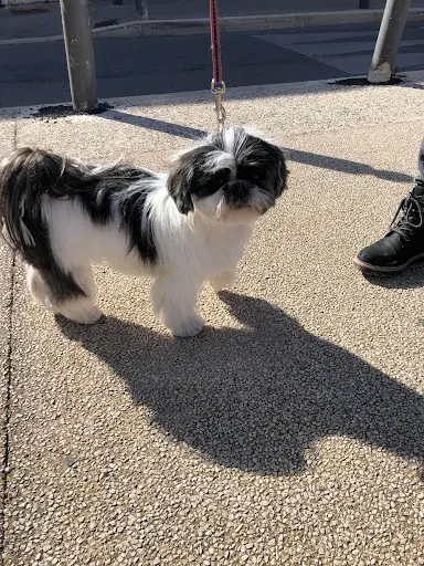 Square Dog