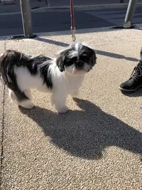 Square Dog