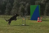 Club de Loisirs Canin du Lot