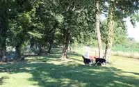 Dog Spirit 47