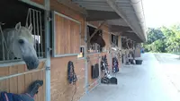 Poney Club de Belle Coste