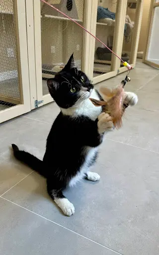 Au Chat O des Minous