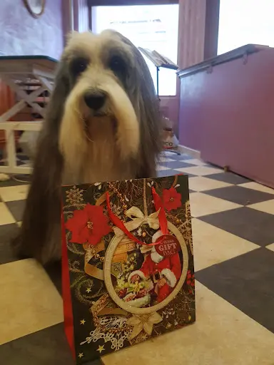 Cani Curling ( Segolene)