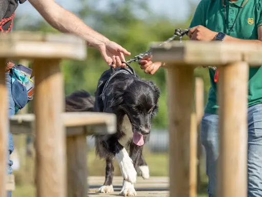 Pedadog By Gaetan Educateur Canin Pas de Calais