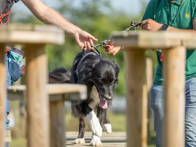 Pedadog By Gaetan Educateur Canin Pas de Calais