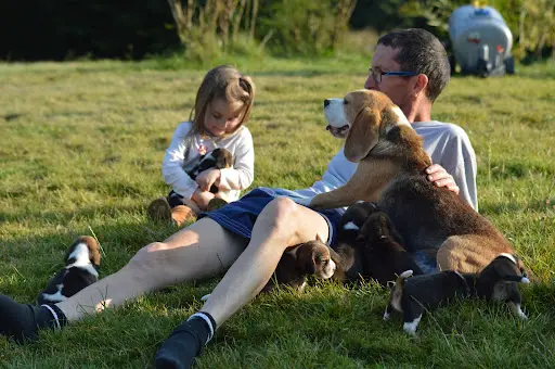 Elevage les Beagles de L’arche de Riwan