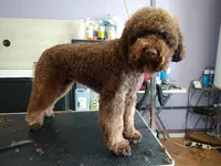 Loulou S Salon de Toilettage