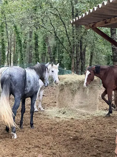 Pension Chevaux (parahorses) Callian 83440
