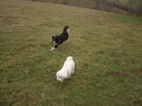 Résidence Animalière du Faucounenq (pension Pour Chat)