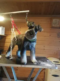Toilettage Eden Dog