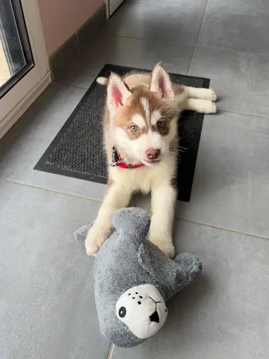 De l'Étoile Bleu Polaire , Husky de Sibérie Lof