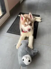 De l'Étoile Bleu Polaire , Husky de Sibérie Lof