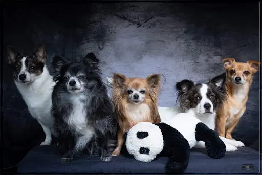 Domaine des 4 Pattes - Chou, Chiens & Cie