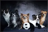 Domaine des 4 Pattes - Chou, Chiens & Cie