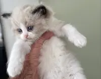 Chatterie Ragdoll de la Font du Coucou : Élevage Familial de Ragdoll. Elevage Située Dans le Gard Entre Nîmes et Montpellier.