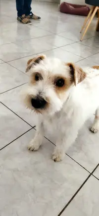 Pretty Dog