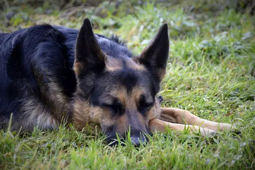 Pension Canine Meute et Merveille