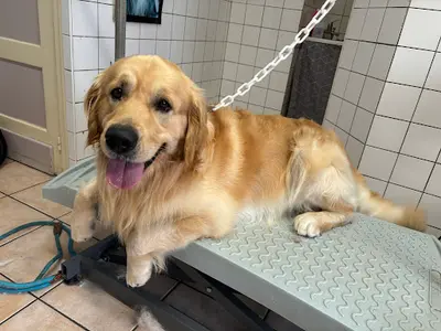 Au Chien Chic