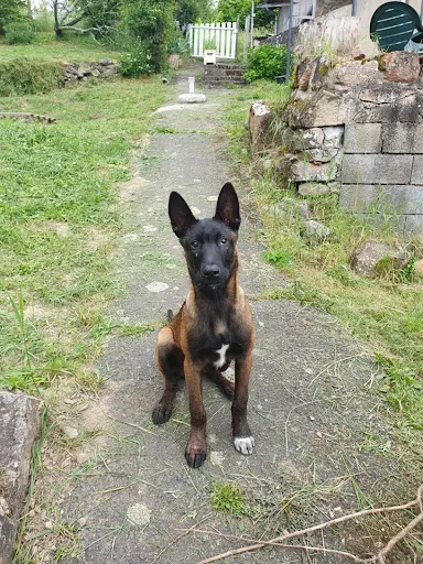 Canifleur - Éducation Canine