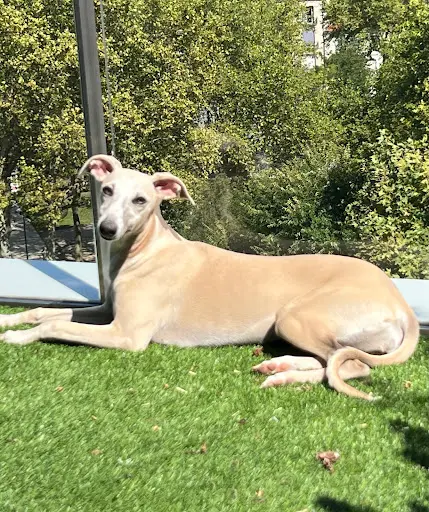 Whippets des Rêves de Lilou
