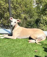 Whippets des Rêves de Lilou