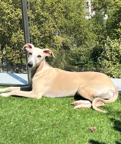 Whippets des Rêves de Lilou