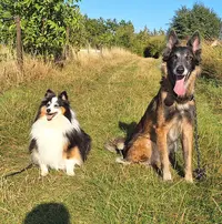 Obi Sens Canin - Éducateur Comportementaliste Canin - Abbeville et Alentours