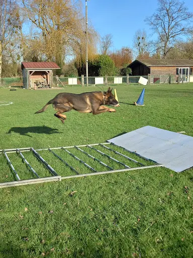 Sport Canin de Cambron