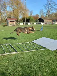 Sport Canin de Cambron