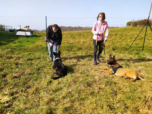 Éducation Chien Gironde