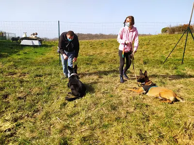 Éducation Chien Gironde