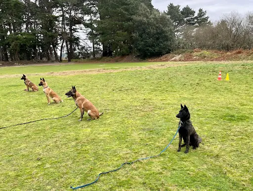 Dog Sport Educ, Éducation et Comportementaliste Canin Auray et Sa Région