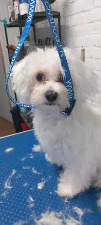 Dog S Studio