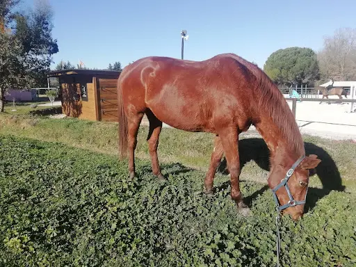Haras la Colombiere