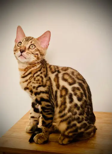 Bengal Wild Cat