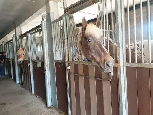 Écuries d'Équithérapie et de Médiation Équine Terres Equi Solidaires