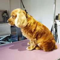Ô Chien Pacha