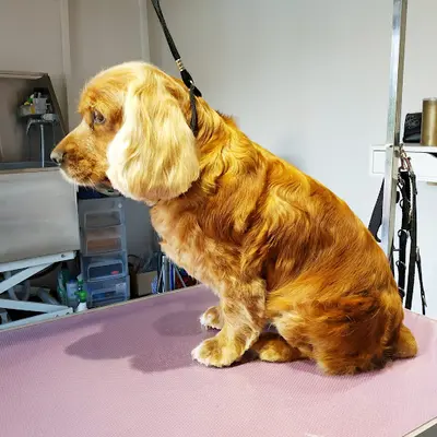 Ô Chien Pacha