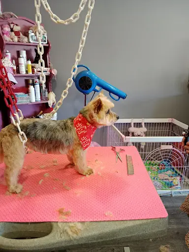 Elégance Canine