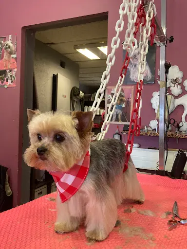 Empreinte Canine