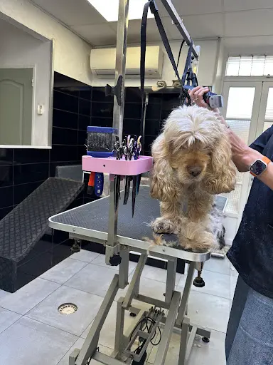 Billy The Dog