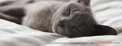 Cats Palace Hôtel