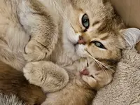 Chatterie des Farfadets Ecossais Elevage de Chat British et Scottish Loof