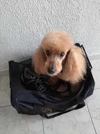 Coupe Canin Toilettage