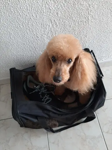 Coupe Canin Toilettage