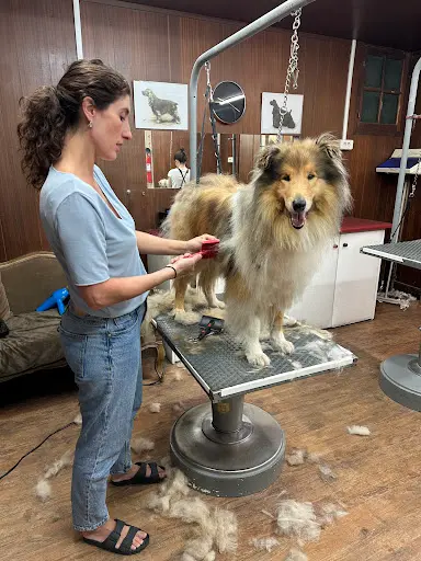 La Boutique du Chien
